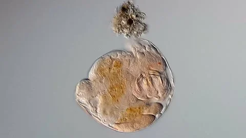 Rotifera under microscopy view 400x magnification Vídeos de archivo 306576727