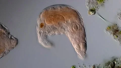 Rotifera under microscopy view, 400x DIC contrast method 스톡 동영상 306580936