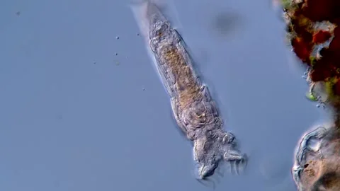 Rotifera under microscopy view 400x Vídeos de archivo 310311343