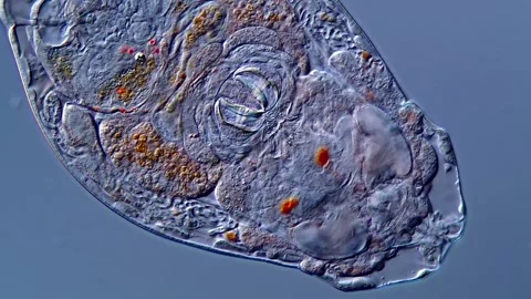 Rotifera under microscopy view 400x 库存影片 310313265