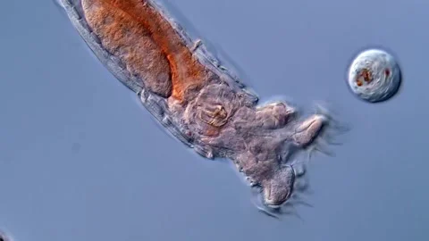 Rotifera under microscopy view, DIC microscope 400x magnification Vídeos de archivo 310305414