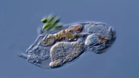 Rotifera under the microscopy view 库存影片 310312838