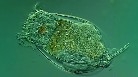 Rotifera under microscopy view, water sample 库存影片 306578324