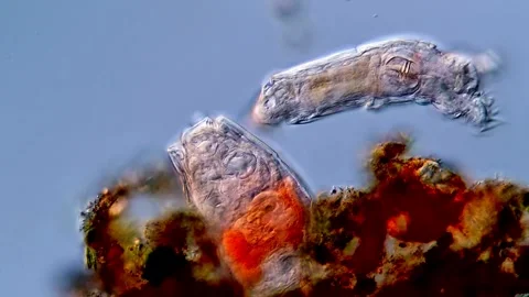 Rotifers Vidéo 310311350