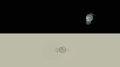 Rotifers Squatinella sp. under a microscope, of the family Lepadellidae Stock Footage 131817134