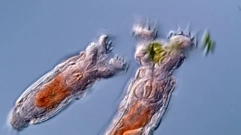 Rotifers under microscope 400x magnification Vídeos de archivo 310309929