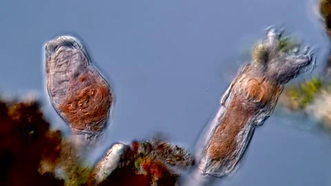 Rotifers under microscope, 400x magnification 库存影片 310310546