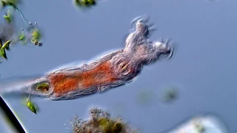 Rotifers under microscope view 400x magnification 스톡 동영상 310309290