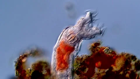 Rotifers under microscopy view 400x 库存影片 310310533