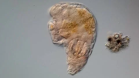 Rotifers under microscopy view, pond water sample 库存影片 306576755