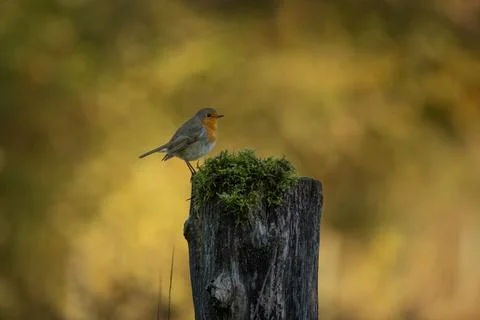 Rotkehlchen Stock Photos