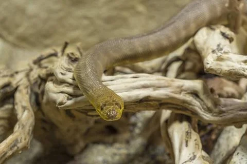 Rotkopfpython, Woma python, Aspidites ramsayii, schlaengelt sich ueber Zwe... 스톡 사진