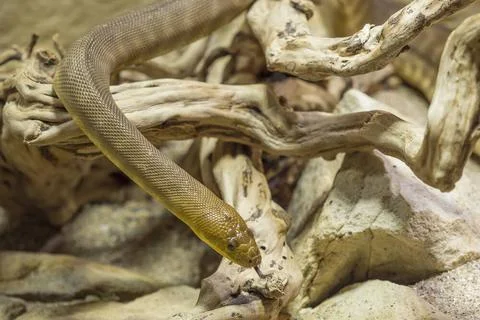 Rotkopfpython, Woma python, Aspidites ramsayii, schlaengelt sich ueber Zwe... Photos