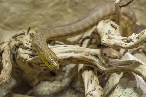Rotkopfpython, Woma python, Aspidites ramsayii, schlaengelt sich ueber Zwe... Stockfoto's