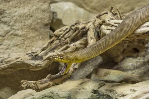 Rotkopfpython, Woma python, Aspidites ramsayii, schlaengelt sich ueber Zwe... Foto stock