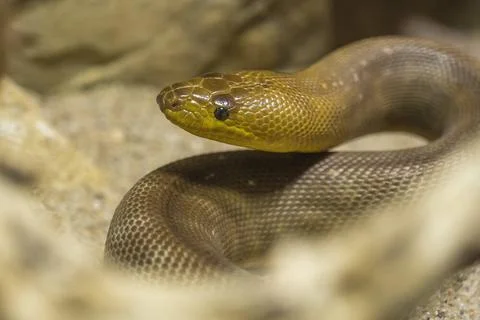 Rotkopfpython, Woma python, Aspidites ramsayii, schlaengelt sich ueber Zwe... 写真素材