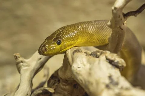 Rotkopfpython, Woma python, Aspidites ramsayii, schlaengelt sich ueber Zwe... 스톡 사진