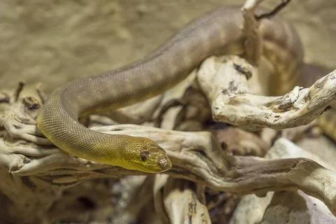 Rotkopfpython, Woma python, Aspidites ramsayii, schlaengelt sich ueber Zwe... 写真素材