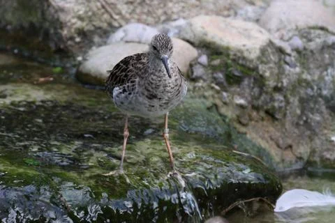 Rotschenkel Stock Photos