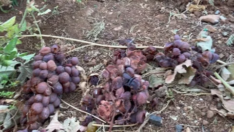 Rotted and Dried Grapes Fallen on the Ground Stock Footage 345306247