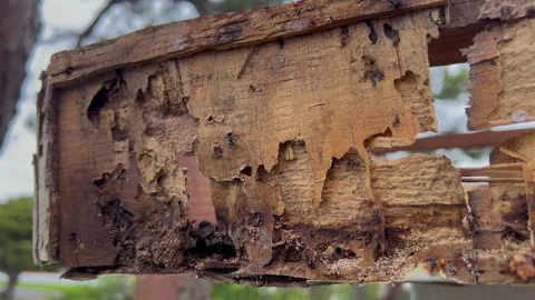 Rotted Eave Wood with Ant Activity and Structural Damage in 4K60 Vídeos de archivo 332681947