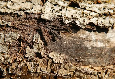Rotted forest tree with torn bark .Texture Stock Photos