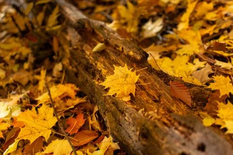 Rotted Log Closeup with Yellow Maple Leaves Stock Photos