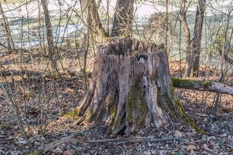 Rotted tree stump closeup Stock Photos