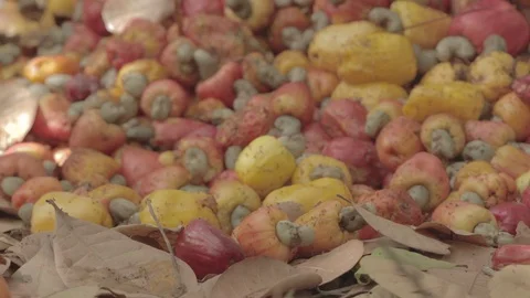 Rotten african fruit 스톡 동영상 103376885