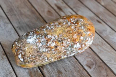 Rotten and decomposing papaya with mold and fungus Stock Photos