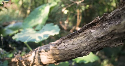 A rotten and decomposing tree trunk or wooden log in a forest. Vídeos de archivo 144205016