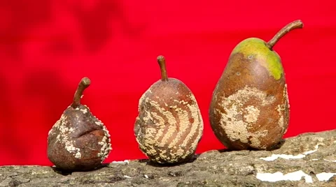 Rotten and moldy pears Stock-Footage 41347445