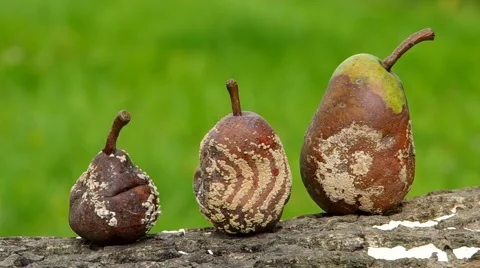 Rotten and moldy pears Stock-Footage 41347584