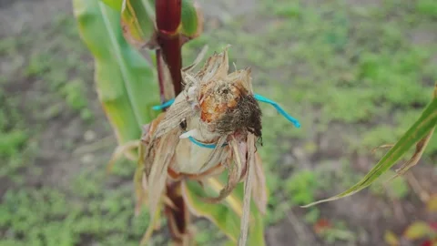 Rotten and withered ear of corn on a stalk. Corn diseases penicillosis and Vidéo 254660266