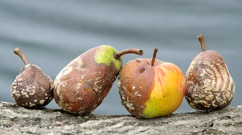 Rotten apple and pear Stock Footage 41347237