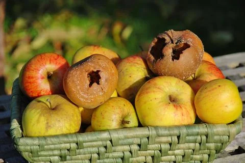Rotten apple in the basket Stock Photos