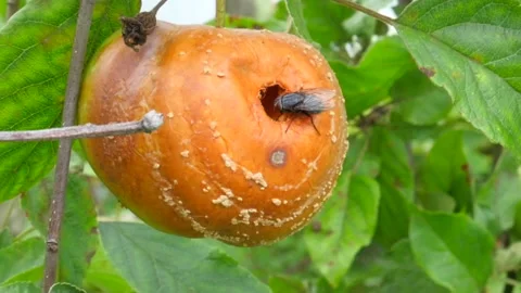 A rotten apple with a fly. A big fly is eating. Stock Footage 205921067