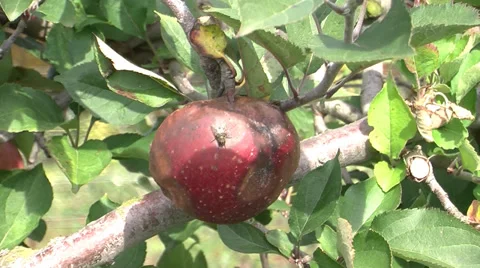 Rotten apple Stock Footage 35743039