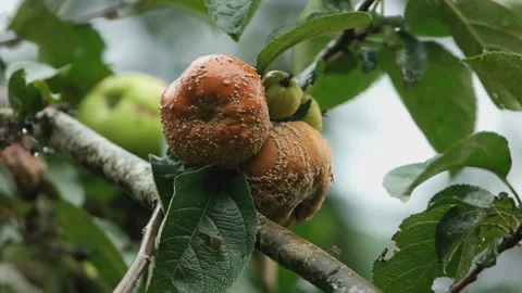 Rotten apple fruit on branches in rain Stock Footage 105957280