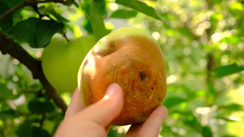 A rotten apple in the garden. Selective focus. Stock Footage 320142641