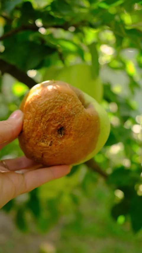 A rotten apple in the garden. Selective focus. Stock Footage 320143990