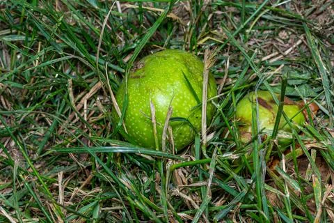 Rotten apple in the grass Stock Photos