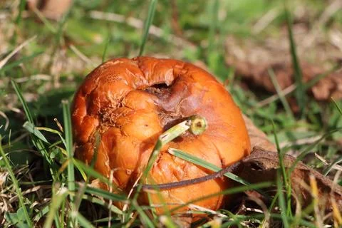 Rotten apple on the ground Stock Photos