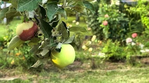 Rotten apple hangs beside a healthy green apple on a tree, fruit decay, food 스톡 동영상 341940802