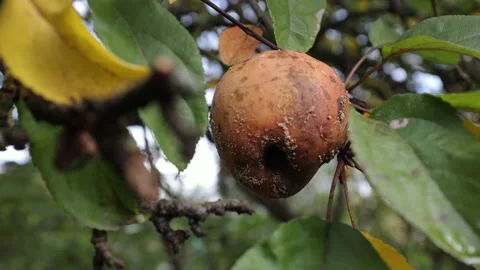 A rotten apple hangs on a tree branch Stock Footage 218314651