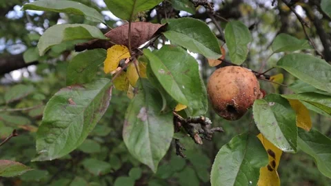 A rotten apple hangs on a tree branch Stock Footage 218314652