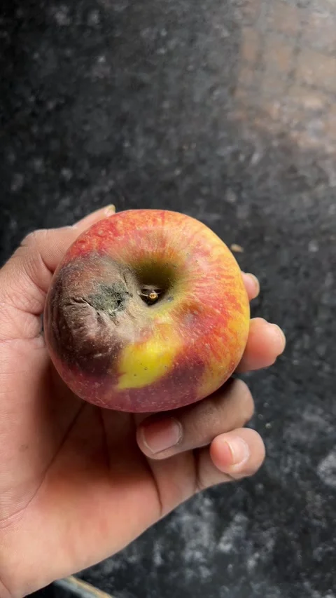 Rotten Apple Held in Hand Close-Up | Decayed Fruit Detail 스톡 동영상 321388490