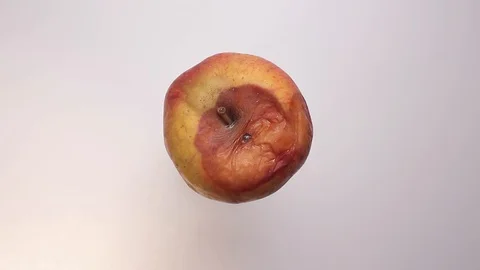 Rotten apple is isolated on a white background Stock Footage 127573829