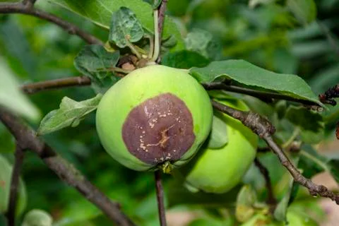 Rotten apple with a mold on an apple tree with foliage Stock Photos