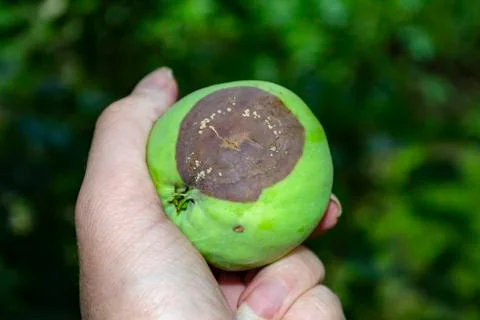 Rotten apple with a mold on an apple tree with foliage Stock Photos